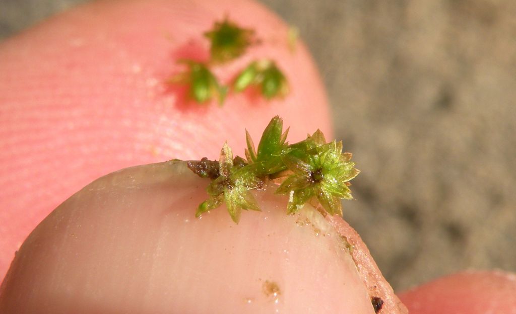 Forse Bryum sp... dalla riviera ligure